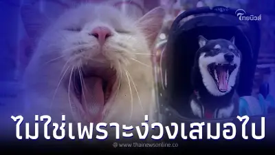 รู้มั้ยว่า หมาแมว หาว ไม่ใช่เพราะง่วงเสมอไป
