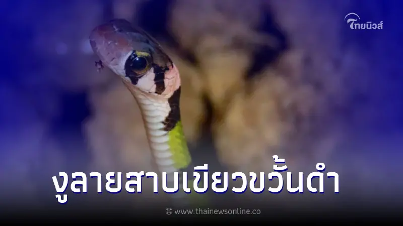 "งูขี้สงสัย" ผู้ช่วยรักษาระบบนิเวศอุทยานแห่งชาติเขาหลัก-ลำรู่ "งูขี้สงสัย" ผู้ช่วยรักษาระบบนิเวศอุทยานแห่งชาติเขาหลัก-ลำรู่
