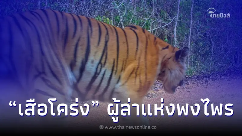 "อุทยานแห่งชาติปางสีดา" เผยภาพ คลิป เสือโคร่ง​ ผู้ล่าแห่งพงไพร​