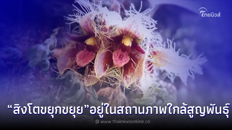 ทำความรู้จัก "สิงโตขยุกขยุย" พืชที่อยู่ในสถานภาพใกล้สูญพันธุ์ ทำความรู้จัก "สิงโตขยุกขยุย" พืชที่อยู่ในสถานภาพใกล้สูญพันธุ์