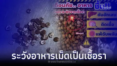 อาหารชื้น เป็นเชื้อรา ดูไม่ดี หมาแมวค่าตับขึ้น วิธีแก้