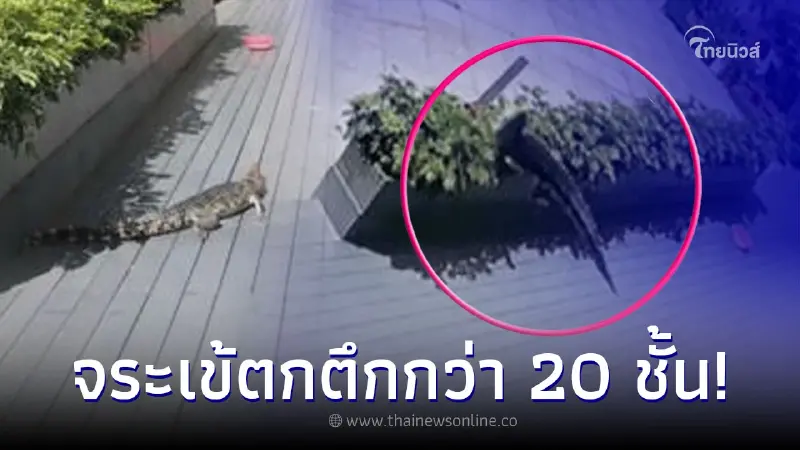 เพื่อนบ้านตกใจ จระเข้ตกจากฟ้า ร่วงใส่หลังคา รู้ความจริงกระเจิงทั้งคอนโด
