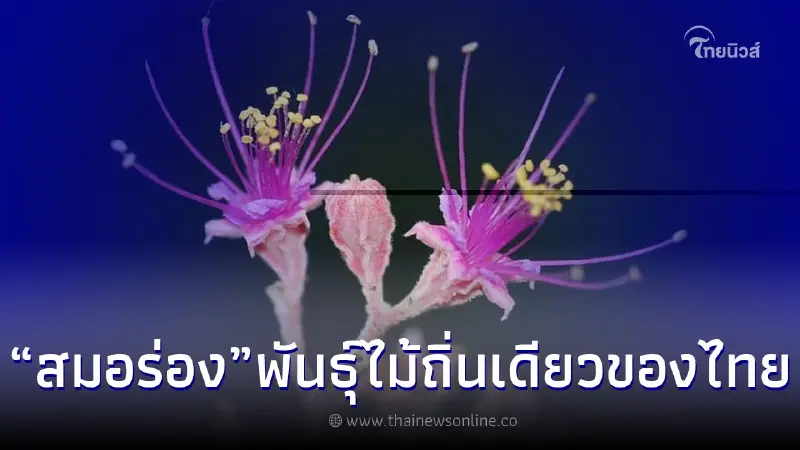 "สมอร่อง" พันธุ์ไม้ถิ่นเดียวของไทย ออกดอกชูช่อสวยงามรับฤดูฝน