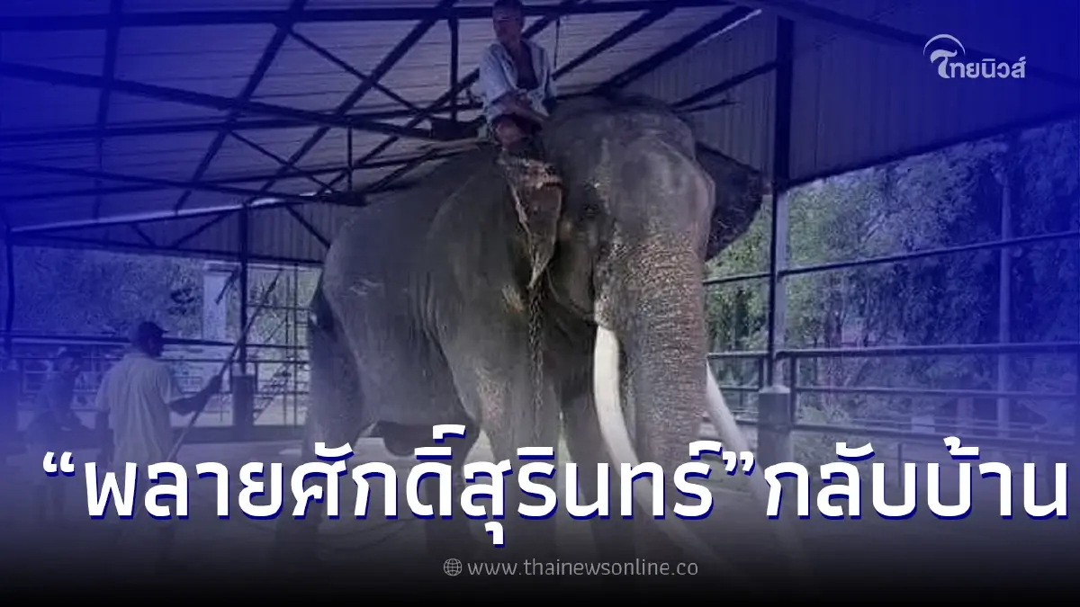เตรียมพร้อมต้อนรับ "พลายศักดิ์สุรินทร์" กลับบ้าน เตรียมพร้อมต้อนรับ "พลายศักดิ์สุรินทร์" กลับบ้าน