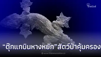 เคยเห็นไหม "ตุ๊กแกบินหางหยัก" สัตว์ป่าคุ้มครองชอบซ่อนตัวแนบกับเปลือกไม้