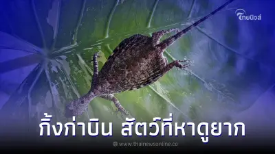 กิ้งก่าบิน สัตว์ที่หาดูยาก จนเคยคิดว่า สูญพันธุ์ไปแล้ว กิ้งก่าบิน สัตว์ที่หาดูยาก จนเคยคิดว่า สูญพันธุ์ไปแล้ว