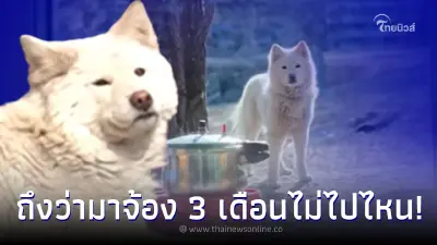 สามีงง เจอหมาจากที่ไหนไม่รู้ ยืนจ้องหน้าบ้าน 3 เดือน ก่อนรู้ ภรรยามีความลับ