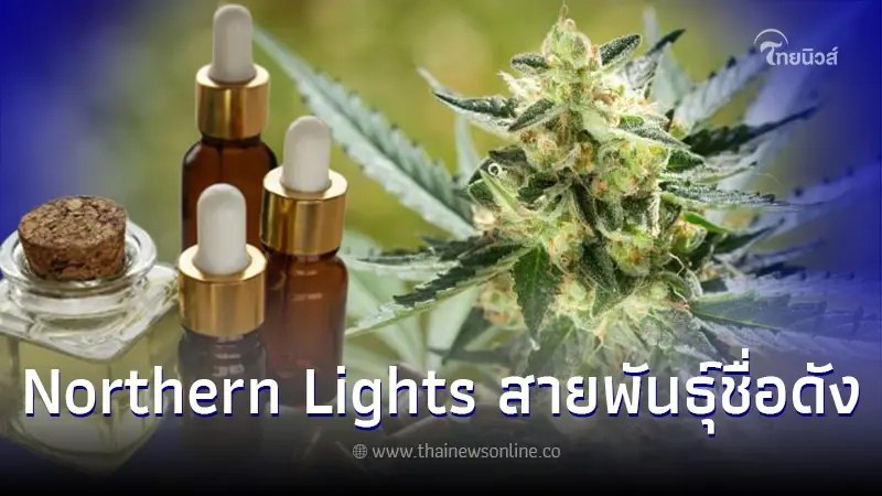 ทำความรู้จัก Northern Lights สายพันธุ์กัญชาชื่อดัง ทำความรู้จัก Northern Lights สายพันธุ์กัญชาชื่อดัง