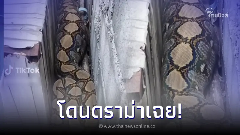 ขนลุก ทีมกู้ภัยจับงูเหลือมยักษ์ติดซอกกำแพง แต่สุดท้ายเจอดราม่า ขนลุก ทีมกู้ภัยจับงูเหลือมยักษ์ติดซอกกำแพง แต่สุดท้ายเจอดราม่า
