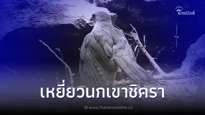 ชมภาพ "เหยี่ยวนกเขาชิครา" สัตว์ป่าคุ้มครอง