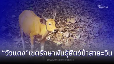 เปิดภาพ "วัวแดง" ในพื้นที่เขตรักษาพันธุ์สัตว์ป่าสาละวิน