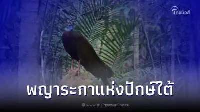 "นกหว้า" สัตว์ป่าหายากพญาระกาแห่งปักษ์ใต้