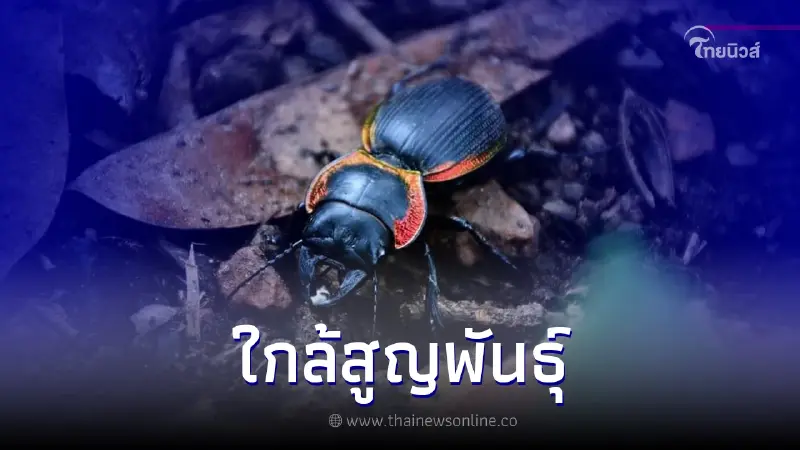 เปิดภาพ "ด้วงดินขอบทองแดง" แมลงคุ้มครองหายากและใกล้สูญพันธุ์