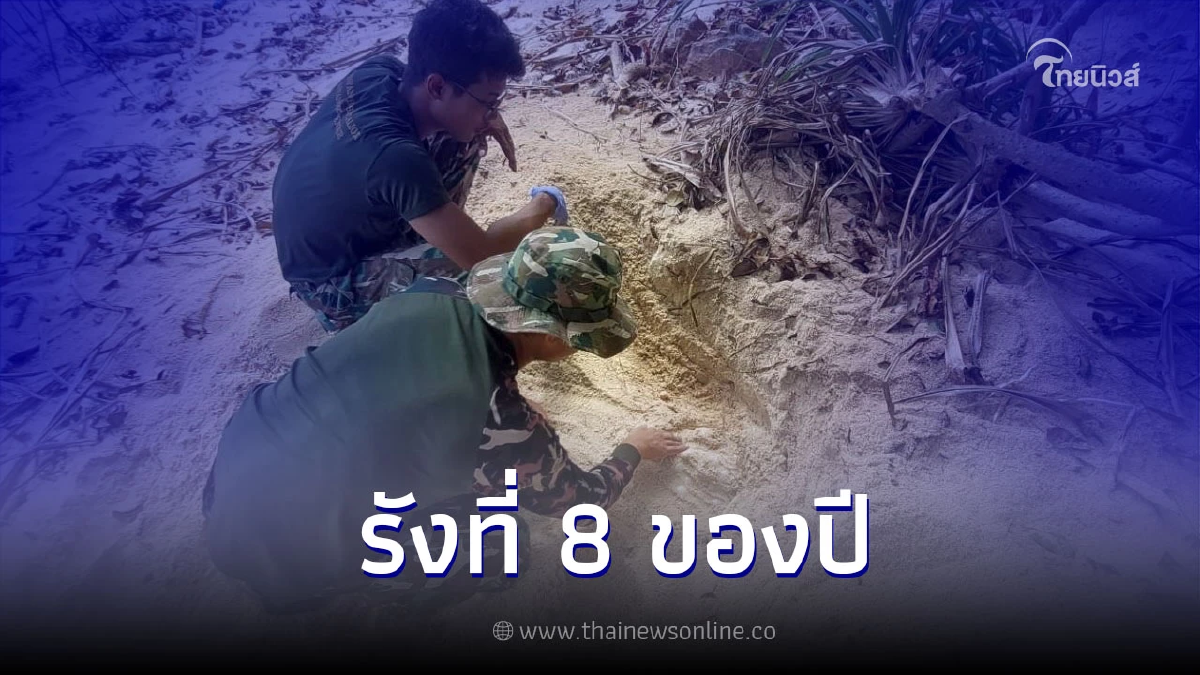 "แม่เต่ากระ" ขึ้นวางไข่เป็นรังที่ 8 ของปี "แม่เต่ากระ" ขึ้นวางไข่เป็นรังที่ 8 ของปี