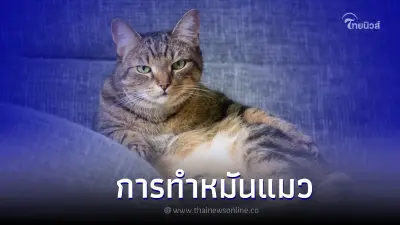 การทำหมันแมว มีประโยชน์อย่างไร ควรเตรียมตัวยังไงบ้าง