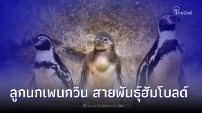 สวนสัตว์เปิดเขาเขียวอวดโฉมสมาชิกใหม่ "ลูกนกเพนกวิน"