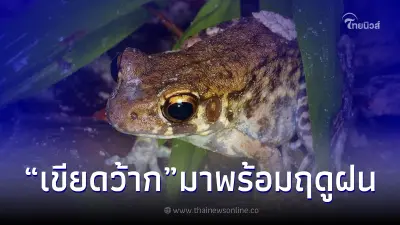 "เขียดว้าก" สัตว์ที่มาพร้อมฤดูฝนชุ่มฉ่ำ