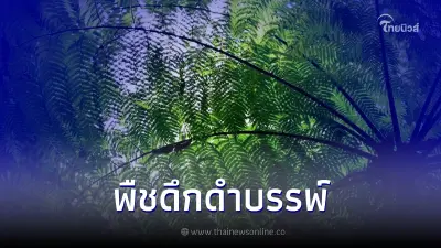 เปิดภาพ "มหาสดำ" พืชดึกดำบรรพ์แห่ง อช.เขาหลวง เปิดภาพ "มหาสดำ" พืชดึกดำบรรพ์แห่ง อช.เขาหลวง