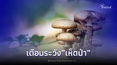 เตือนระวัง"เห็ดป่า" ช่วงฤดูฝนอาจเป็น "เห็ดพิษ" เสี่ยงรับประทานอาจถึงชีวิต
