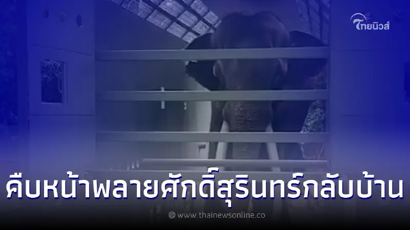 ความคืบหน้า "พลายศักดิ์สุรินทร์" ซ้อมฝึกเข้ากรงสร้างความคุ้นเคย ความคืบหน้า "พลายศักดิ์สุรินทร์" ซ้อมฝึกเข้ากรงสร้างความคุ้นเคย