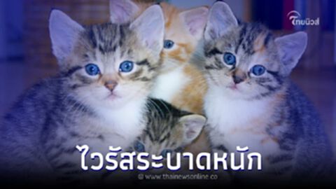 วิกฤตหนัก ไซปรัส เกิดไวรัสระบาด แมวเสียชีวิตไปแล้วกว่า 300,000 ตัว