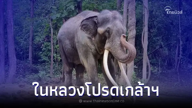 ในหลวง โปรดเกล้าฯ รับ "พลายศักดิ์สุรินทร์" ไว้ในพระบรมราชานุเคราะห์