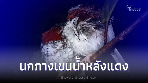 ชมภาพ "นกกางเขนน้ำหลังแดง" คู่นกน้อยแสนน่ารัก