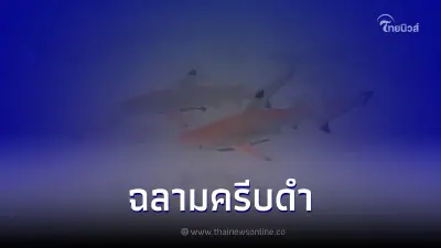 สำรวจประชากรฉลามครีบดำ อ่าวมาหยา พบเฉลี่ย 18 ตัวต่อวัน