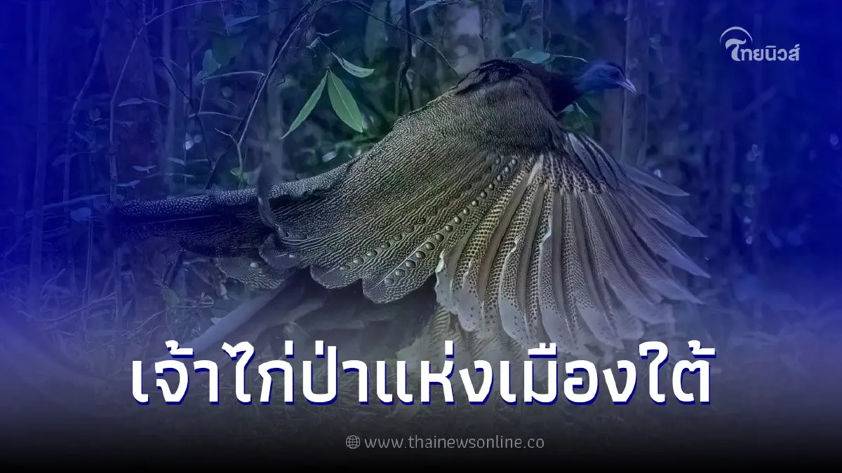 "นกหว้า" เจ้าของสมญานาม "เจ้าไก่ป่าแห่งเมืองใต้" "นกหว้า" เจ้าของสมญานาม "เจ้าไก่ป่าแห่งเมืองใต้"