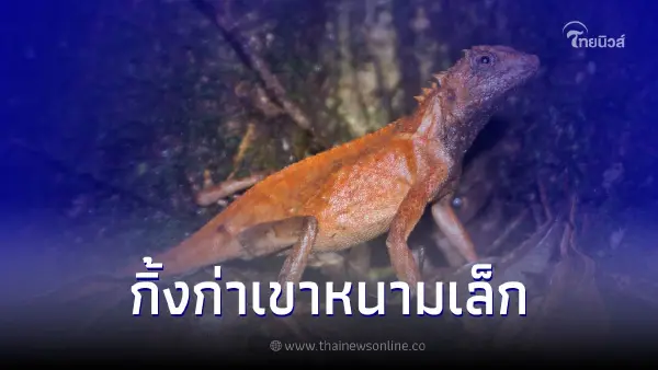 ทำความรู้จัก "กิ้งก่าเขาหนามเล็ก" สัตว์ป่าคุ้มครอง