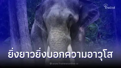 เปิดความสำคัญของ "งาช้าง" ยิ่งยาวยิ่งบอกความอาวุโส เปิดความสำคัญของ "งาช้าง" ยิ่งยาวยิ่งบอกความอาวุโส