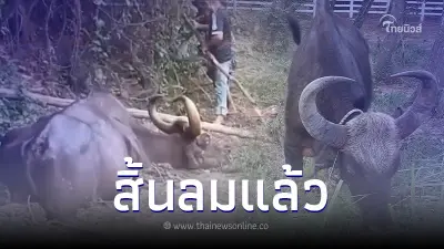 "ชบาแก้ว" กระทิงป่าตาบอด 2 ข้าง สิ้นลมแล้ว หลังรอดจากติดบ่อโคลน