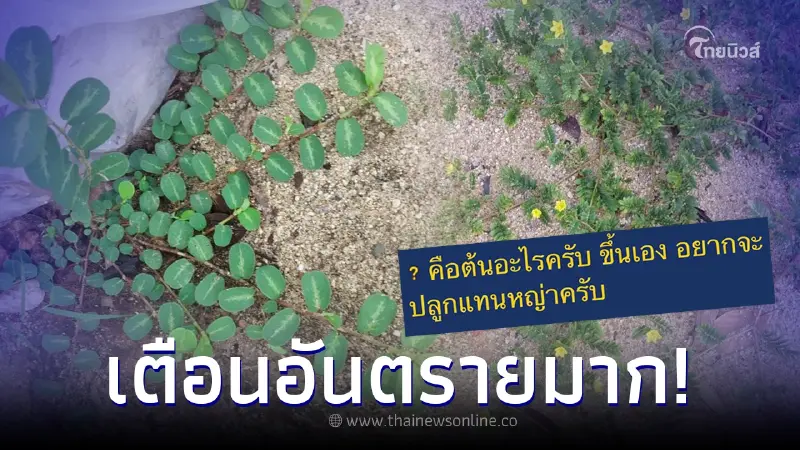 หนุ่มคาใจ เจอต้นไม้แปลก อยากเอามาปลูก ก่อนชาวเน็ตรีบเบรก เตือนอันตรายมาก หนุ่มคาใจ เจอต้นไม้แปลก อยากเอามาปลูก ก่อนชาวเน็ตรีบเบรก เตือนอันตรายมาก