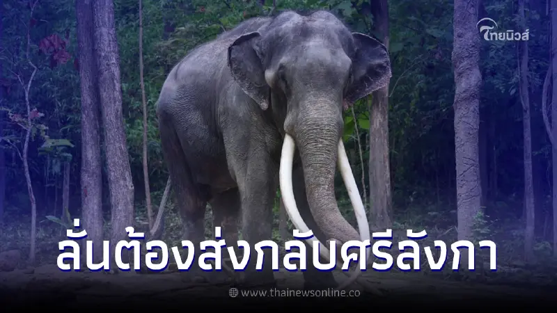 เจ้าอาวาสวัดคันเดวิหาร เผยหากรักษา พลายศักดิ์สุรินทร์ เสร็จ ไทยต้องส่งคืน เจ้าอาวาสวัดคันเดวิหาร เผยหากรักษา พลายศักดิ์สุรินทร์ เสร็จ ไทยต้องส่งคืน