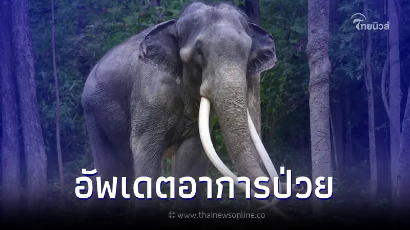 สัตวแพทย์ อัพเดตอาการป่วย "พลายศักดิ์สุรินทร์" สัตวแพทย์ อัพเดตอาการป่วย "พลายศักดิ์สุรินทร์"