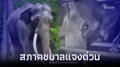 เปิดคำชี้แจง "สภาคชบาล" หลังว่อนข่าวรับบริจาค ค่าดูแล "พลายศักดิ์สุรินทร์"