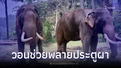 พบแล้ว "พลายประตูผา" หลังถูกพาออกนอกพื้นที่ เลี่ยงเจอทีมงานไทย