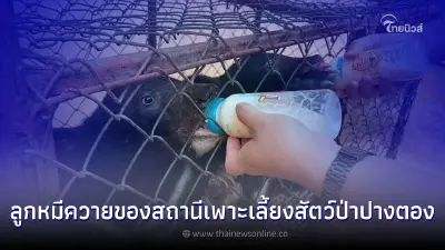 คืบหน้า! การดูแลลูกหมีควายของสถานีเพาะเลี้ยงสัตว์ป่าปางตอง