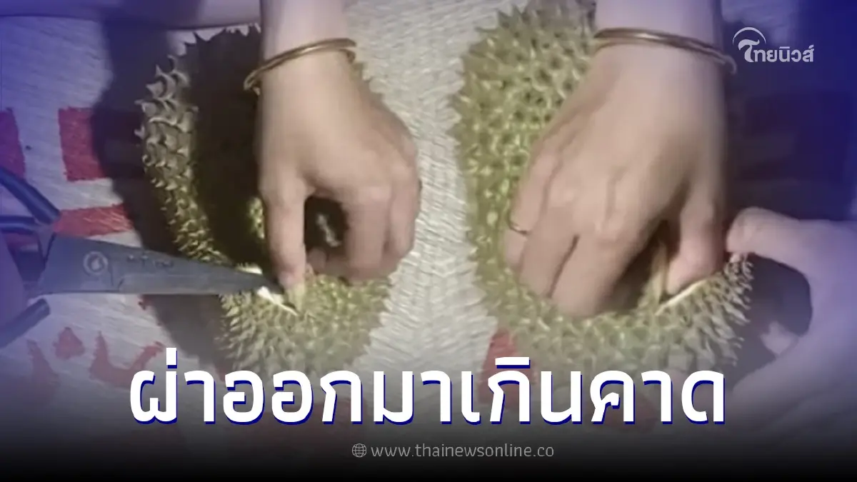 สาวรีวิว ลองซื้อทุเรียนถูกๆ ลูกเล็กไม่สวย ผ่าออกมาเกินคาด แทบไม่เชื่อสายตา สาวรีวิว ลองซื้อทุเรียนถูกๆ ลูกเล็กไม่สวย ผ่าออกมาเกินคาด แทบไม่เชื่อสายตา