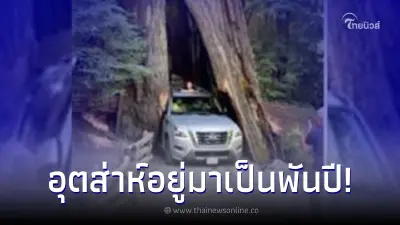 ฉันอยู่ของฉันมาเป็นพันปี ชายขับรถลอดผ่านโพรงต้นไม้เก่าแก่ เบียดจนเสียหาย ฉันอยู่ของฉันมาเป็นพันปี ชายขับรถลอดผ่านโพรงต้นไม้เก่าแก่ เบียดจนเสียหาย