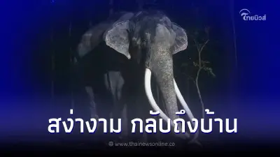 เปิดคลิปพลายศักดิ์สุรินทร์ ชูงวง ส่งเสียง ทำเอาเจ้าหน้าที่ตื่นเต้นกันใหญ่