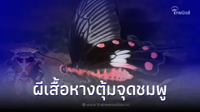 เปิดภาพ "ผีเสื้อหางตุ้มจุดชมพู" (Common Rose) เปิดภาพ "ผีเสื้อหางตุ้มจุดชมพู" (Common Rose)