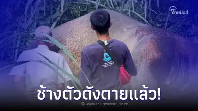 ช้างสีดอตัวดังล้มแล้ว หลังถูกกำนันชื่อดังยิงบาดเจ็บ ซ้ำศาลยกฟ้องมือปืน