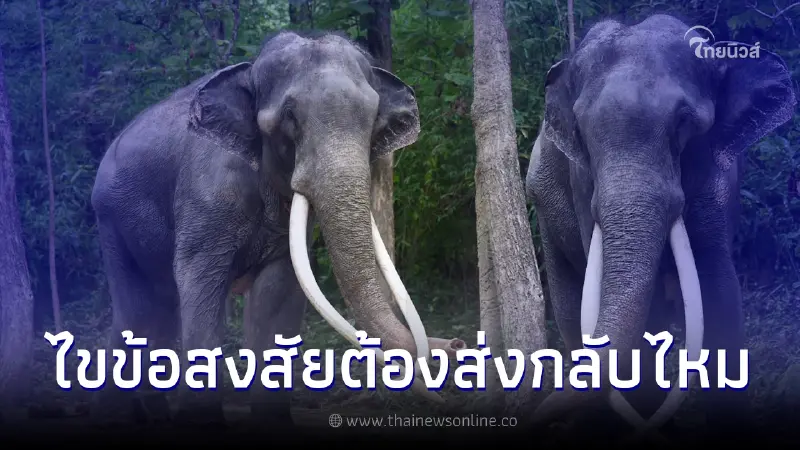 "กัญจนา" เผยแล้ว "พลายศักดิ์สุรินทร์" ต้องส่งกลับศรีลังกาอีกไหม "กัญจนา" เผยแล้ว "พลายศักดิ์สุรินทร์" ต้องส่งกลับศรีลังกาอีกไหม
