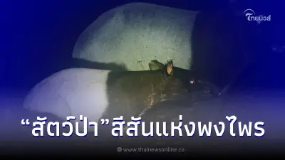 ชมภาพ "สัตว์ป่า" สีสันแห่งพงไพร อวดโฉมผ่านกล้องดักถ่าย