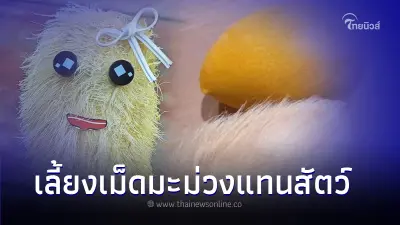 "เลี้ยงเม็ดมะม่วงแทนสัตว์เลี้ยง" เทรนด์สุดฮิตในหมู่วัยรุ่นชาวจีน "เลี้ยงเม็ดมะม่วงแทนสัตว์เลี้ยง" เทรนด์สุดฮิตในหมู่วัยรุ่นชาวจีน