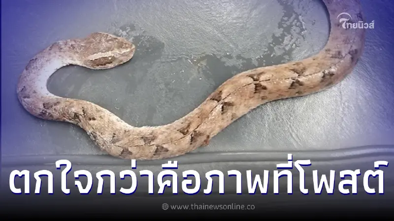 ลูกสาวเครียด แม่ชอบแวะคุยกับงู หลังเจอเวลาไปเที่ยว ก่อนเห็นภาพยิ่งตกใจแรง ลูกสาวเครียด แม่ชอบแวะคุยกับงู หลังเจอเวลาไปเที่ยว ก่อนเห็นภาพยิ่งตกใจแรง