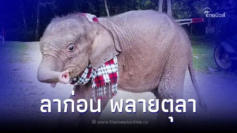 "พลายตุลา" ลูกช้างป่าพลัดหลงแม่ จากไปอย่างสงบ "พลายตุลา" ลูกช้างป่าพลัดหลงแม่ จากไปอย่างสงบ