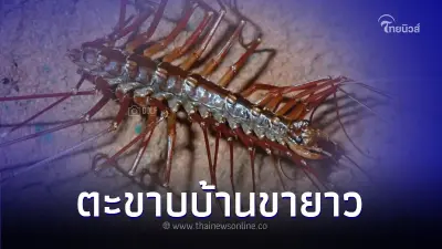 "ตะขาบบ้านขายาว" สัตว์คู่บ้านที่ช่วยกำจัดแมลงเป็นอย่างดี