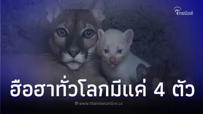 ฮือฮา แม่สิงโตภูเขา ให้กำเนิดลูกสาวสีขาวเผือกทั้งตัว เชื่อมีแค่ 4 ตัวในโลก